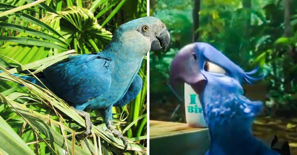 Que Fatos Anteriores Propiciaram A Filmagem Da Ararinha